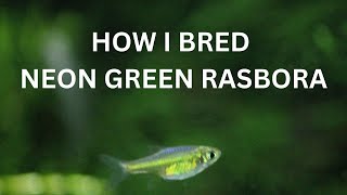 How I Bred Neon Green Rasbora. (Green Kubotai Rasbora)