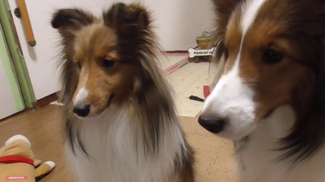 可愛いシェルティ 伏せをやるにはどうしたらいいのでしょうか コメント返信 Youtube