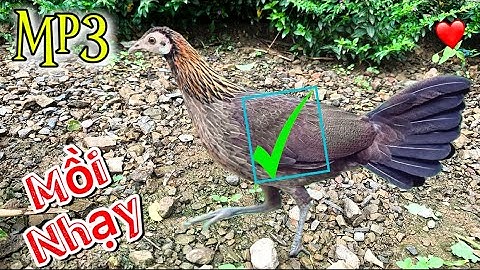 Tiếng gà mái rừng Kêu CHUẨN NHẤT 2025 ✔️✔️ || Poj qaib seev zoo dib tuaj zoo 💯%