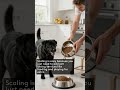 START A MOBILE DOG WALKING BUSINESS TO MAKE MONEY FAST