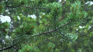 Gentle Rain in the Dark Woods | 1 Hour of Rain Sounds to Fall Asleep Fast