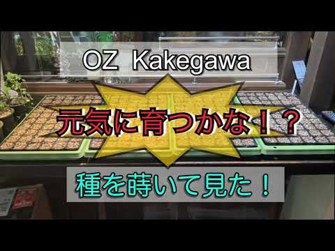 種を蒔いてみた！