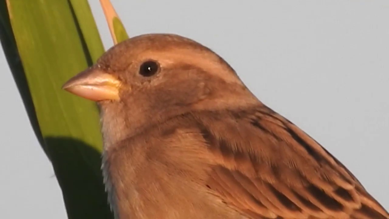 The house sparrow (Passer domesticus)   female