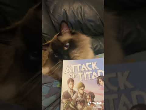 Cat Reaction: You