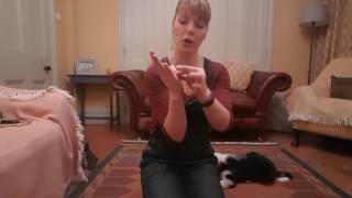 Puppy training Sit, Down, Stand commands