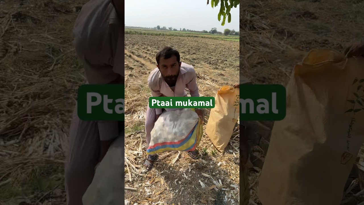 G1 lehsan next start