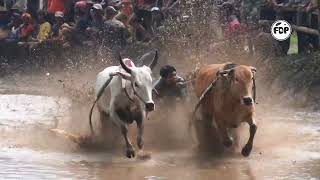 Pacu jawi alek anak nagari (traditional bull race)