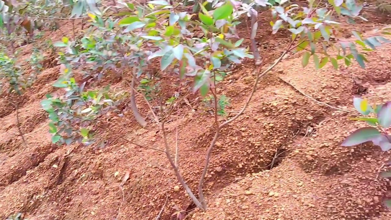 RWAYDAVO Reforestation Project