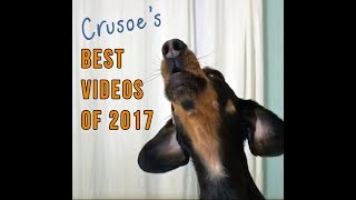 Crusoe the Dachshund's Best Videos of 2017 - What's Your Fav?