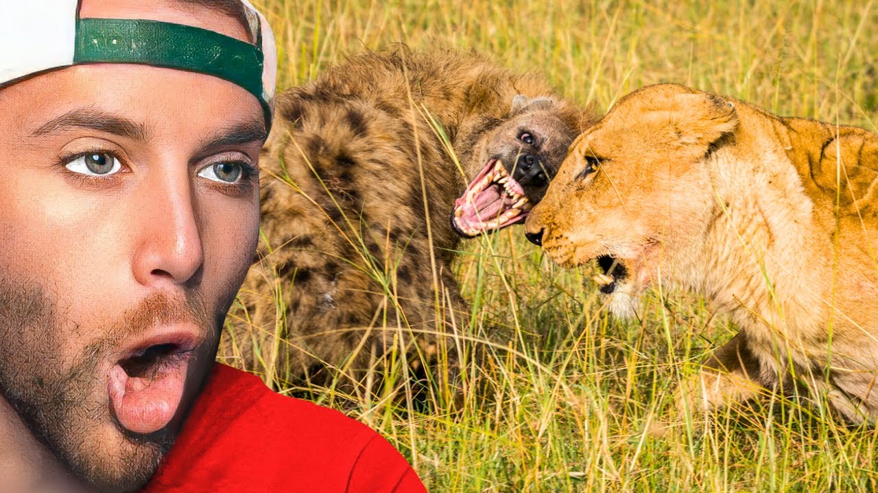 РЕАКЦИЯ НА ЛУЧШЕЕ СОПЕРНИЧЕСТВО ЖИВОТНЫХ