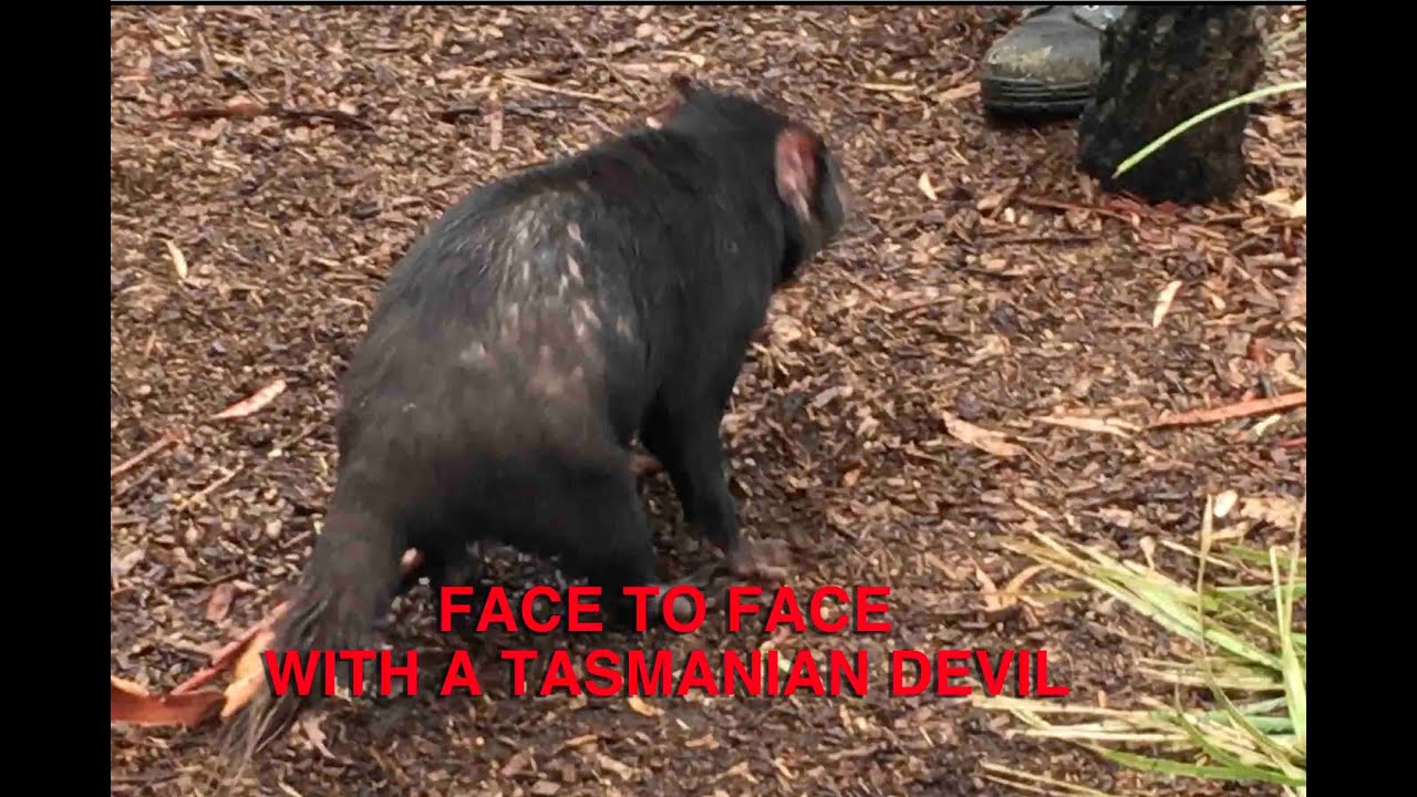 FRIGHTENING ENCOUNTER WITH A TASMANIAN DEVIL: WILD ANIMAL ENCOUNTERS