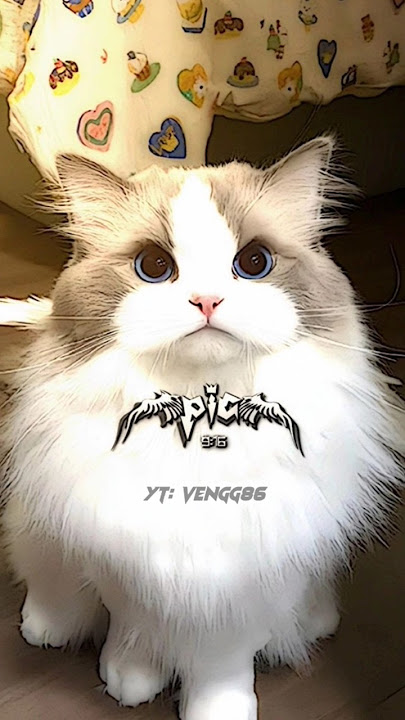 TEMPLATE JJ CAPCUT DJ MELODY PLAT KT X NINIX TITANIC || DJ VIRAL TIKTOK  2024
