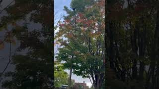 How maple tree  change the Color Fall is coming #short