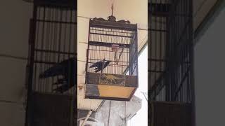 Download Lagu cucak biru teler MP3