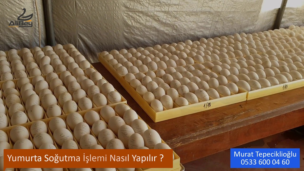Yumurtalarımızın Kuluçka Aşamasındaki İşlemleri