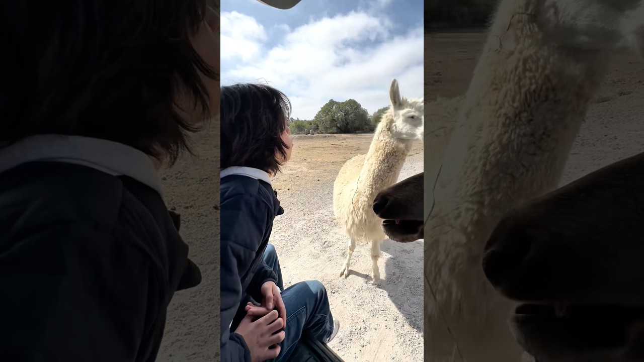Эта альпака выглядит лично оскорбленной 💀 