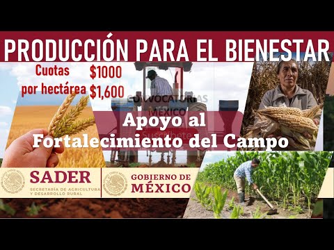 Video: ¿Cuánto paga el despanojamiento de maíz 2021?
