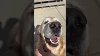 just golden retriever things 💛🐾