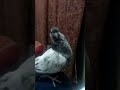 my pigeon baby like and subscribe