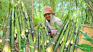 ขึ้นภูสูงไปหาหน่อไม้บงขมเพื่อเอามาทำดองหน่อไม้ไว้กิน/ຂຶ້ນພູສູງໄປຫາໜໍ່ໄມ້ບົງຂົມມາເຮັດໜໍ່ໄມ້ດອງກິນ