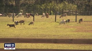 Hillsborough County issues fines for nightly Airbnb rentals