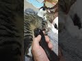 大きめの肉球を好きなだけ触る。 Touch the cat's paws as much as you like.