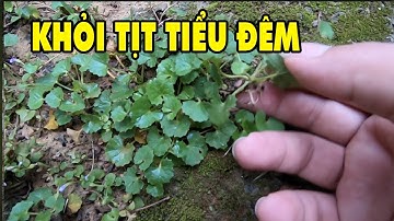 Cây Thuốc Chữa Khỏi Tịt Tiểu Đêm Giúp Ngủ Ngon Một Mạch Đến Sáng | Sức Khoẻ Đời Sống HYT3