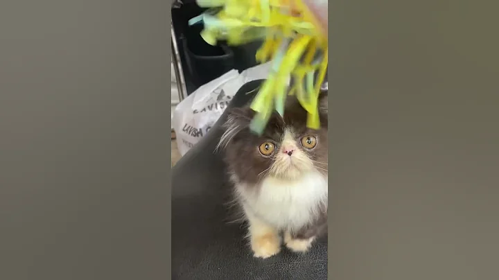 Video 10309681: persian cat male kitten, persian kitten healthy, cattery