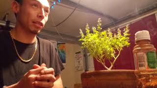 Collecting Pollen from Male Marijuana plant