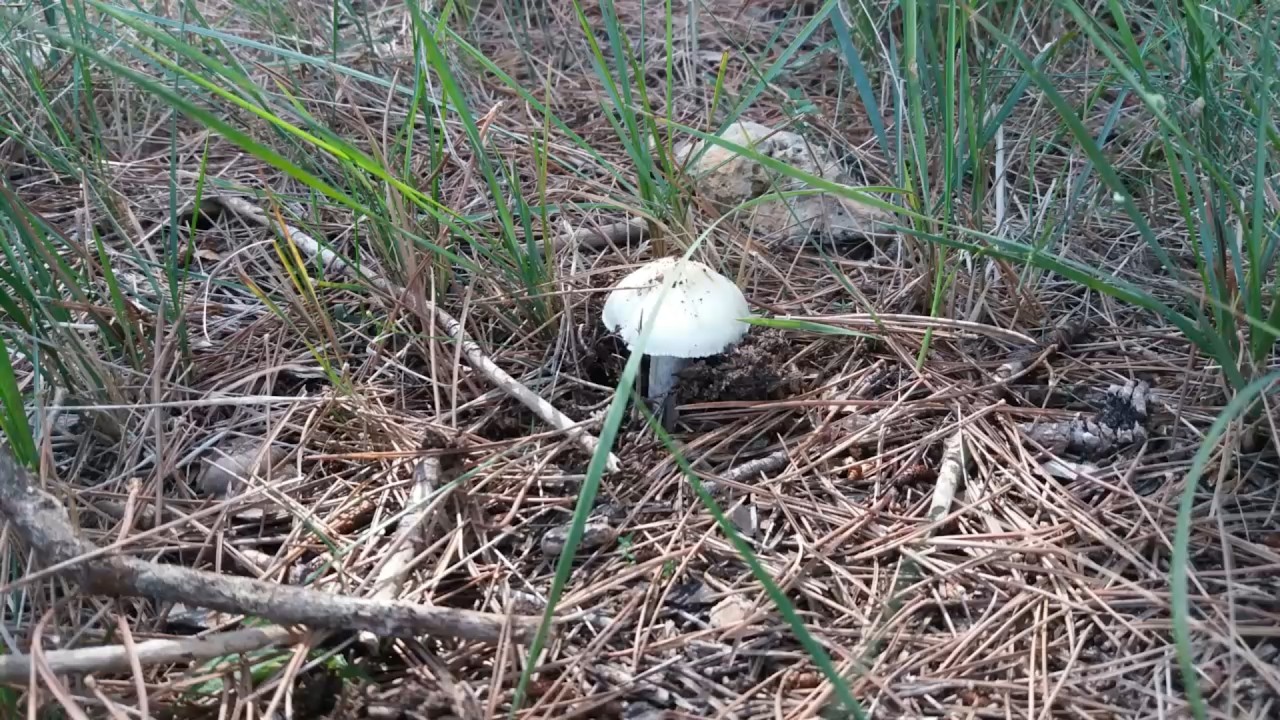Josh Scorpius - Mushroom Forest (2018)