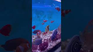Ikan nemo cantik dibuat landscape aquatic rumahan. Beautifull nemo fish aquatic
