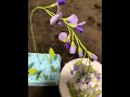 樹脂粘土 藤の花盆栽風