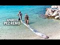 Pez remo: ¿por qué apareció en playa de Baja California Sur?