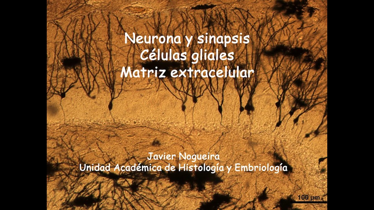 HistoNCR 2024 - Teórico 3 - Neurona y sinapsis. Células gliales. Matriz extracelular - 13/8/2024