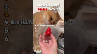 Top 5 Most Dramatic Drama Queen Cats 2026 😹 (Wait for #1)