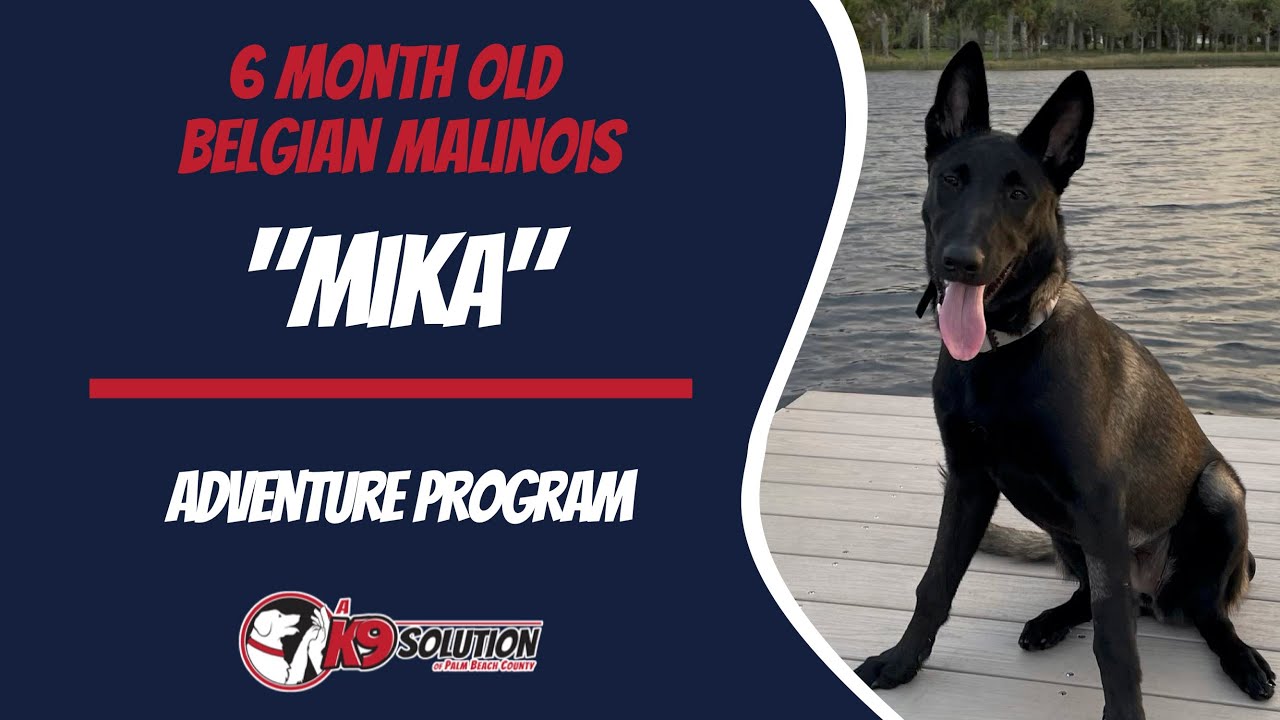 🐶Dog Trainers Palm Beach County / Dog Training Palm Beach County.  Belgian Malinois "Mika" 🦮