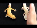 Gecko juntos?