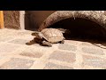 Interacción neonatos adultos época invernal Chaco tortoise