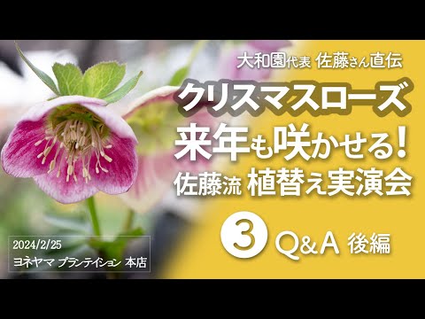 セルフ種子■#416■大和園 ごわごわリネンの風合い クリスマスローズ クリスマスローズ 大和園佐藤さん➂直伝「来年も咲かせる！佐藤流植