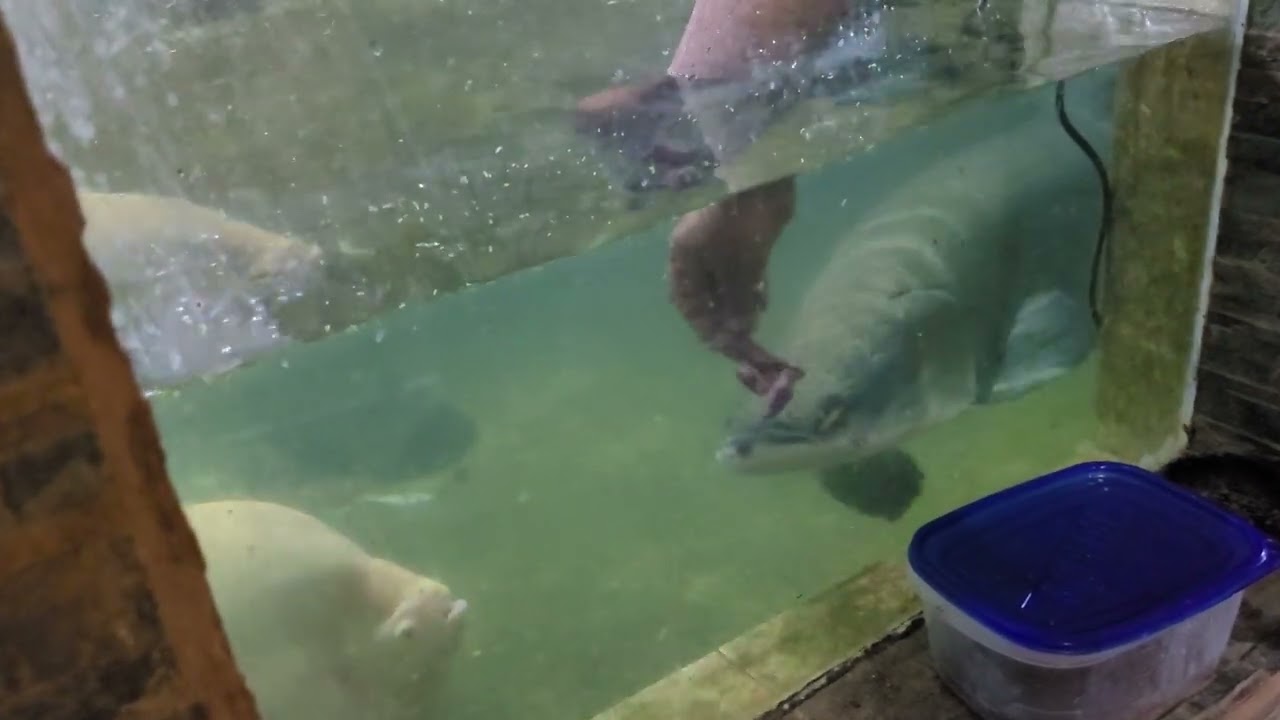 Monster pond... fun feeding...