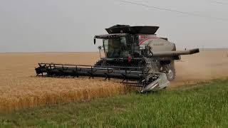 Gleaner S98 Spring Wheat Harvest 2021