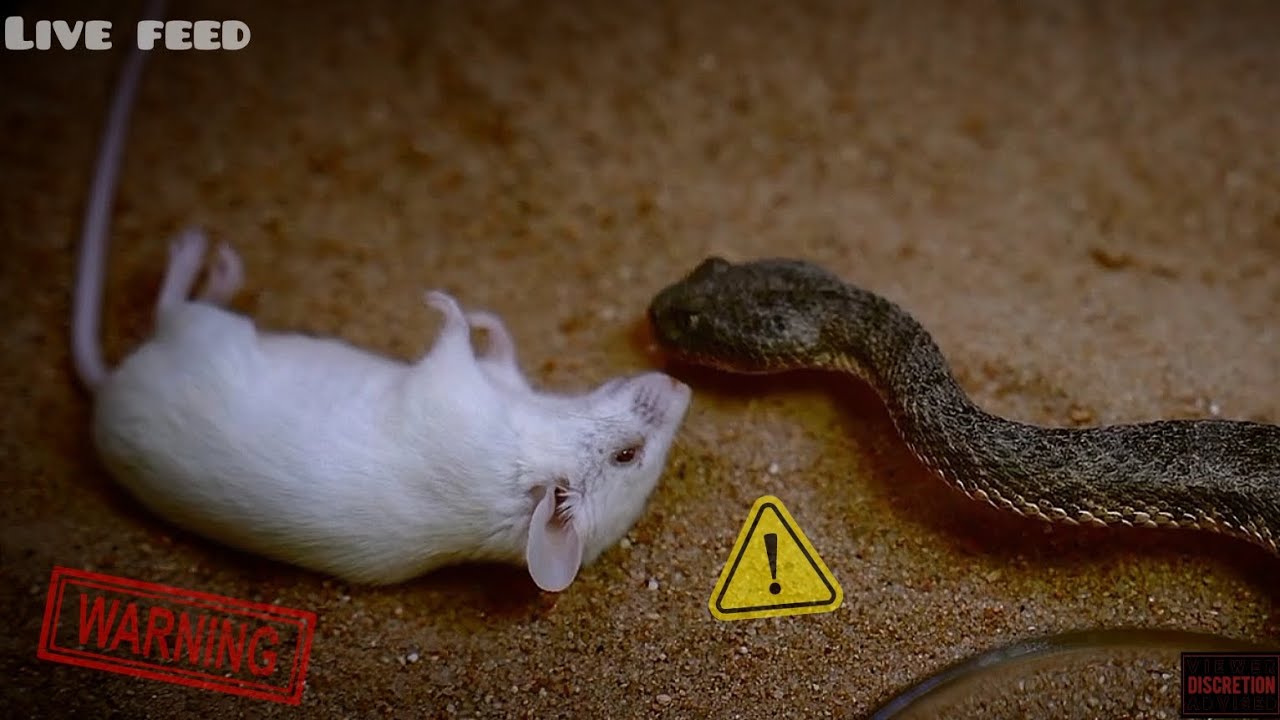 Beautiful view of Avoiding Decapitation Of Prey Before Feeding