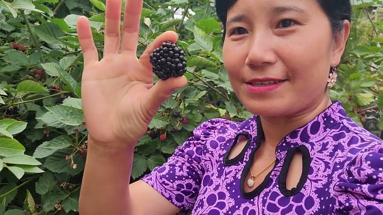 BẠN ÔNG XÃ ĐẾN CHƠI, THU HOẠCH DÂU TÂY, XÀ LÁCH, DƯA LEO, ỚT NGỌT, MÂM XÔI ĐEN