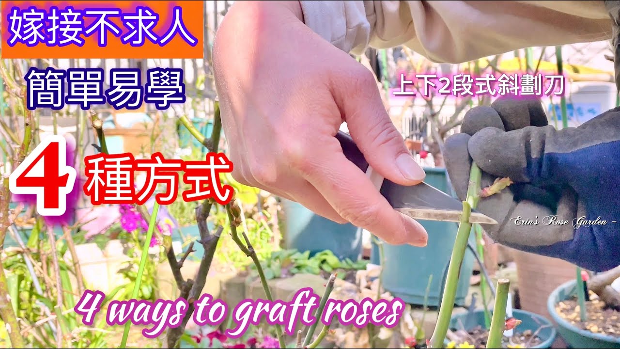 4種不同玫瑰嫁接法學會就夠用了！無論繁衍品種及製作樹玫瑰都適宜(字幕 subtitle)