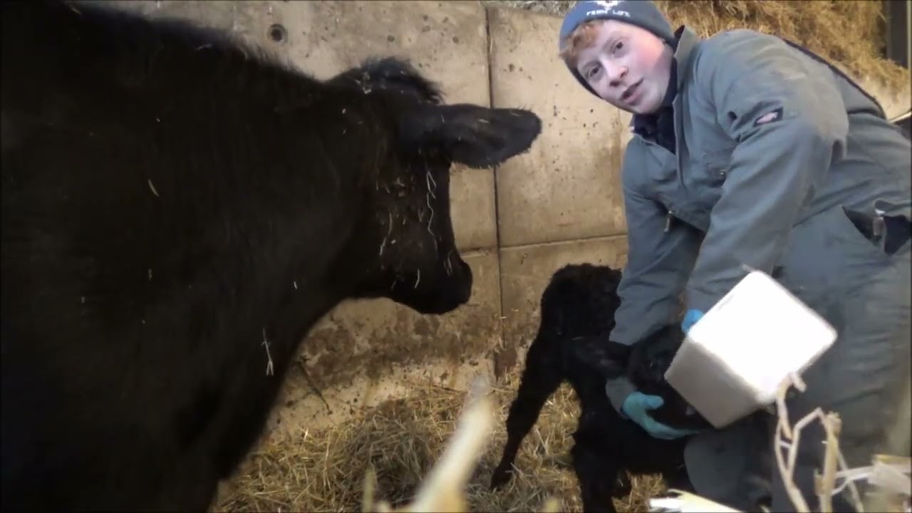 Я стал ветеринаром!