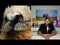 Most whale calves in 17 years, rhino zoomies & a hero’s farewell | Wins from the Wild