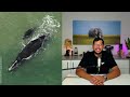 Most whale calves in 17 years, rhino zoomies & a hero’s farewell | Wins from the Wild
