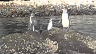 Galapagos 2012 Trailer