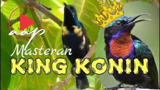 MASTERAN KICAUAN SANG KING KONIN GACOR UNTUK PANCINGAN | KING KONIN GACOR NGOBRA MEWAH !!!