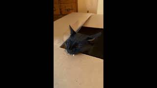 cat bites cardboard